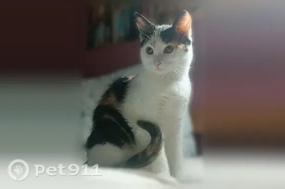 Пропала кошка, Ростов-на-Дону, Города Волос, д. 135/136 — трехцветная, молодая, отзывается на Васю - photo