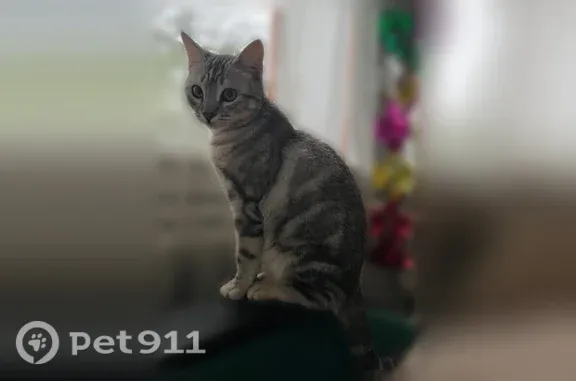 Пропала кошка, Воронеж, Калачеевская — с жёлтым ошейником - photo