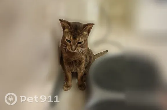 Кошки потеряшки, Одинцово, фото: Потеряшка кошка, Территория ГП-3 (деревня Лапино) (г Одинцово), д. 21, Одинцово — абиссинец, взрослый кот