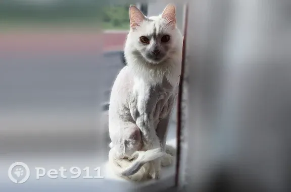 Белый, стриженный по шею. Глаза желтые. Пугливый