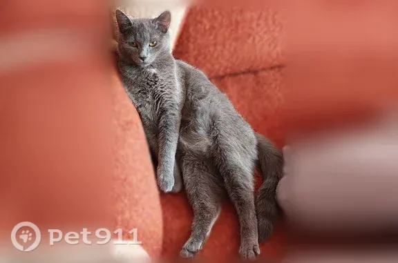 Пропала кошка, Территория снт Италмас, Италмас — серый короткошёрстный - photo