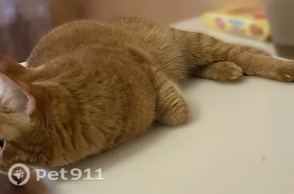 Кошки потеряшки, Сургут, фото: Потеряшка кошка, Сургут, Флегонта Показаньева, д. 10/1 — рыжая, выпала из окна, очень пугливая