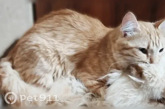 Пропала кошка, Иваново, Узловой, д. 3 — рыжая с неоново-зелёным ошейником и бубенчиком - photo