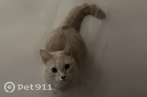 Пропала кошка, Аша, Чапаева, д. 8, Аша — нос в виде сердечка, густая мягкая шерсть - photo