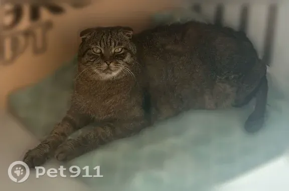 Найдена кошка, Пролетарская, Калининград — шотландский вислоухий кот, 5 лет - photo