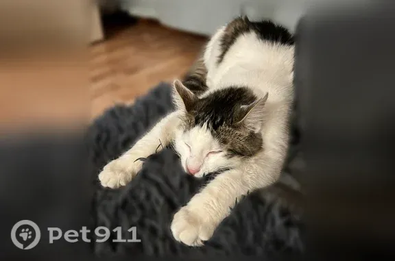 Пропала кошка Мальчик, Лодейное Поле (rl1218614) - photo
