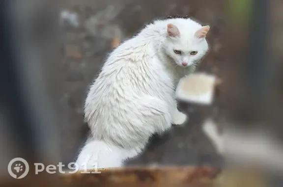 Объявления о пропавших и найденных животных, Омск, фото: Найдена кошка, 20 Партсъезда, д. 51А, Омск — полностью белая, зелёные глаза