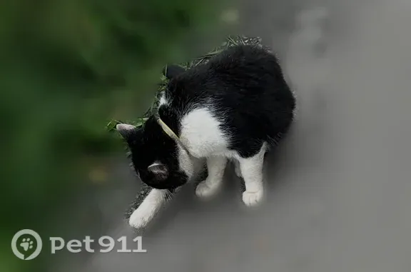 Найдена кошка, Пермь, фото: Найдена кошка, Пермь, Халтурина, Пермь — с серо-жёлтым ошейником
