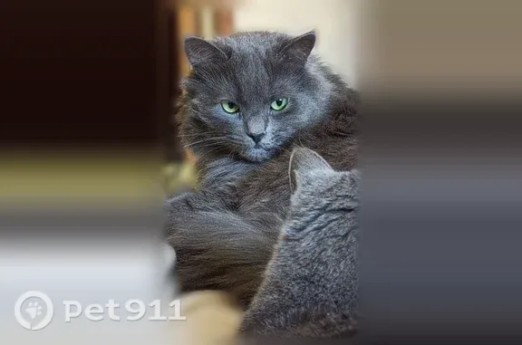Пропала кошка, Старый Оскол, Солнечный, д. 6а — зелёноглазая, очень пугливая, пушистая - photo