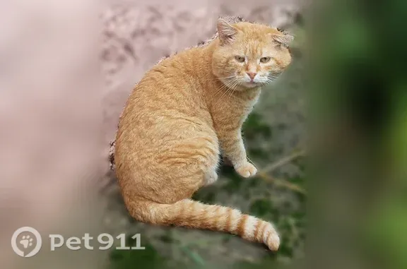 Найдена кошка, Кимры, фото: Найдена кошка, Кимры, Челюскинцев, д. 10 — мяукает, голос хриплый