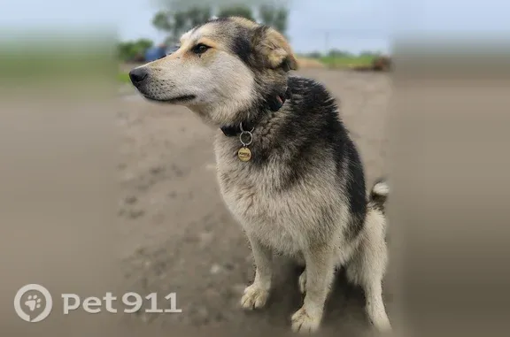 Пропала собака, Село Первомайский, Азина, д. 1 — помесь хаски, хромает на трёх лапах - photo