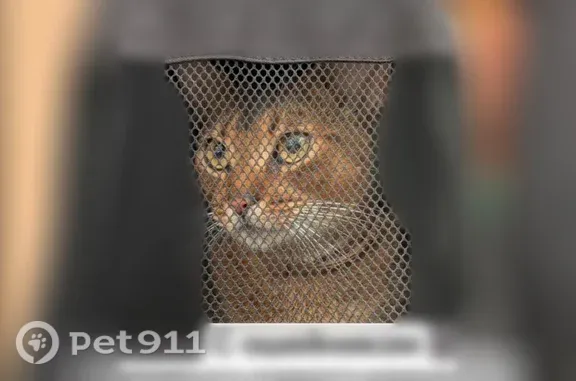 Объявления о пропавших и найденных животных, Некрасово, фото: Найдена кошка, Деревня Некрасово, Юбилейная, д. 8, Некрасово — абиссинская, очень ласковая