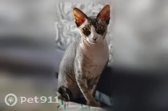 Объявления о пропавших и найденных животных, Ангарск, фото: Пропала кошка, Микрорайон 17 (г Ангарск), д. 6, Ангарск — канадский сфинкс, 1 год, серо-белый окрас