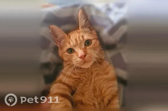 Кошки потеряшки, Подольск, фото: Потеряшка кошка, Деревня Услонь (г Подольск), Победы, д. 2, Подольск — на задней правой лапе нет шерстки