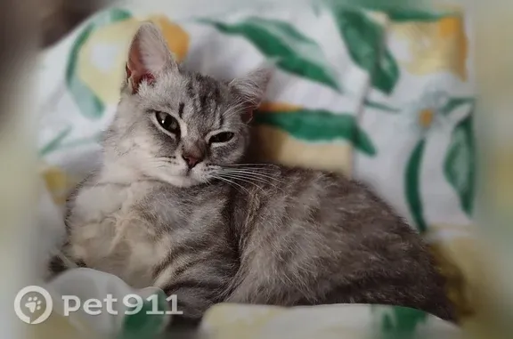 Пропала кошка, Обоянь, Комсомольская, д. 2 А, Обоянь — 4 месяца - photo