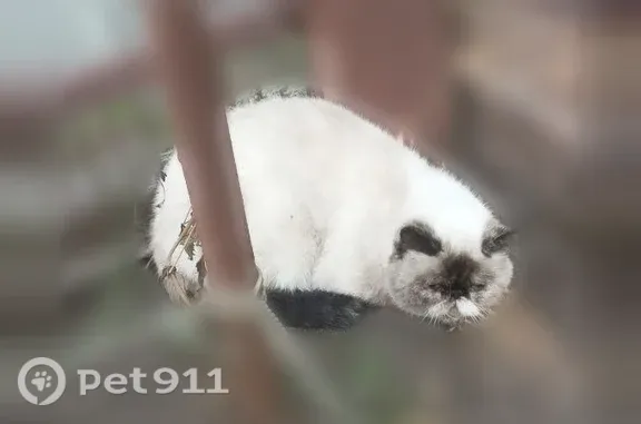 Найдена кошка, Луганск, фото: Найдена кошка, Луганск — напугана, на вид домашняя