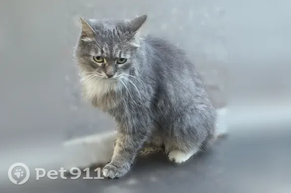 Найдена кошка, Москва, фото: Найдена кошка, Район Гольяново (г Москва), Алтайская, д. 29А 2, Москва — серый молодой питомец