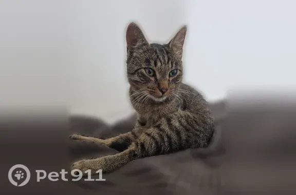 Найденные животные Мурино, фото: Найдена кошка, Мурино, Воронцовский, д. 14 1 — кот, 6-9 мес, очень ласковый, спокойный