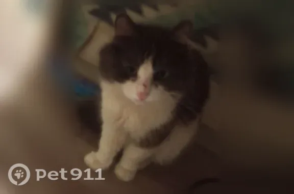 Пропала кошка, Подлесный 8-й, д. 6а, Ижевск — серо-белая, свежая рана на мордочке справа - photo