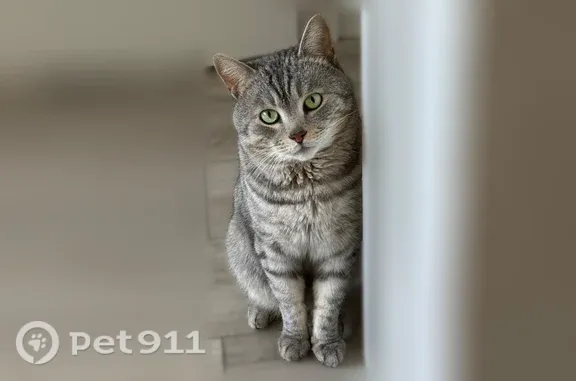 Объявления о пропавших и найденных животных, Чебоксары, фото: Пропала кошка, Университетская, д. 28, Чебоксары — пугливая, отзывается на Добрый