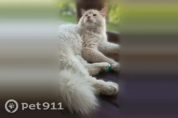 Найдена кошка, Тюмень, фото: Найдена кошка, Тюмень — добрый ручной ухоженный кот