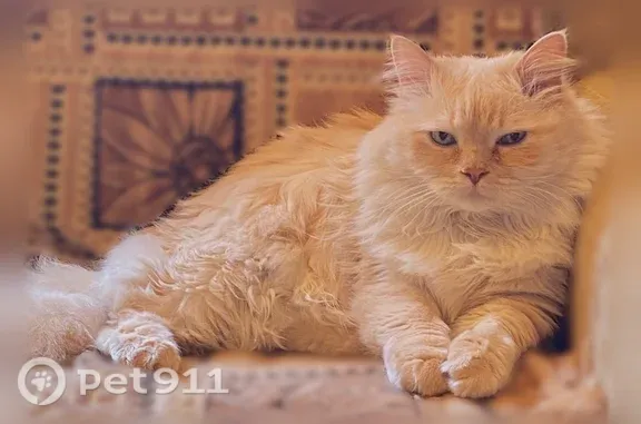 Пропала кошка, СНТ Малиновка, Пенза — сибирской породы, белая пушистая - photo