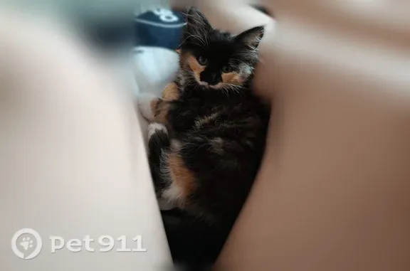 Пропала кошка, Силикатный, Калуга — небольшая кошечка, пугливая - photo
