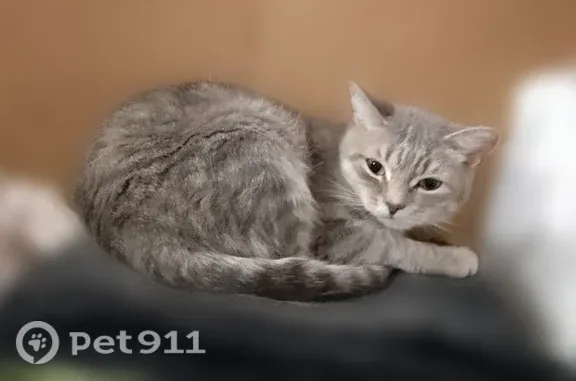 Пропала кошка, Кировградская, д. 57, Екатеринбург — серо-белая, кличка Буся, залом на конце хвоста - photo