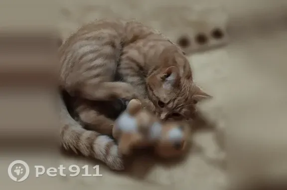 Объявления о пропавших и найденных животных, Чапаевск, фото: Пропала кошка, индустриальный парк, 3, Чапаевск — рыжий крупный кот Симба, 3 года