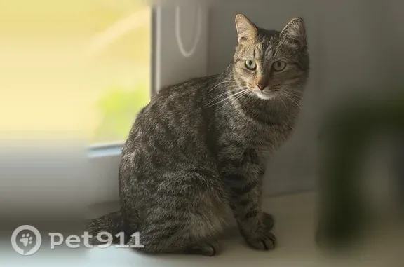 Пропала кошка, Димитровград, Черемшанская, д. 87 — окрас табби, клеймо Д1187 - photo