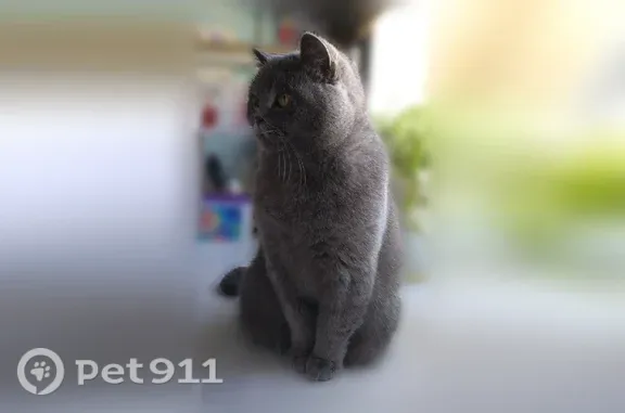 Пропала кошка, Котлас, О. Кошевого, д. 15, Котлас — британка, на шее серый ошейник - photo