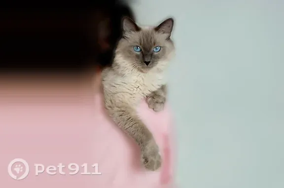 Пропала кошка, Сыктывкар, Покровский, д. 14, Сыктывкар — домашняя, пушистая, вероятно выпала из окна 2 этажа - photo