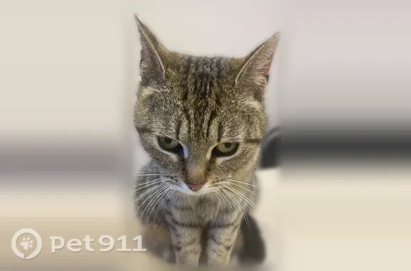Кошки потеряшки, Псков, фото: Найдена кошка, Псков