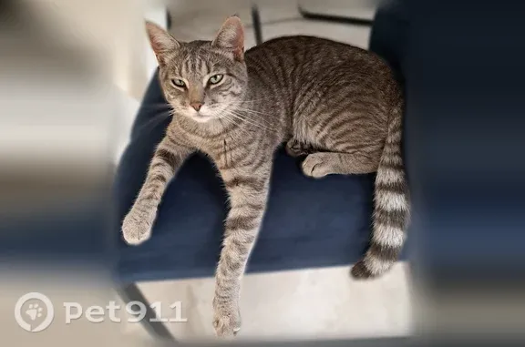 Кошки потеряшки, Рябеево, фото: Найдена кошка, Деревня Рябеево, Рябеево — серый полосатый, молодой, кастрирован