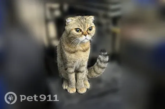 Объявления о пропавших и найденных животных, Якутск, фото: Найдена кошка, Микрорайон 203 (г Якутск), д. 4, Якутск — была найдена около ТЦ «Качели»