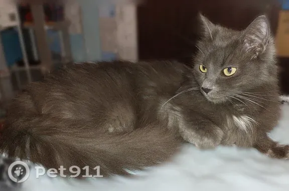 Пропала кошка, Подольск, Мраморная, д. 4, Подольск — белая манишка, длинный хвост, 10 лет - photo