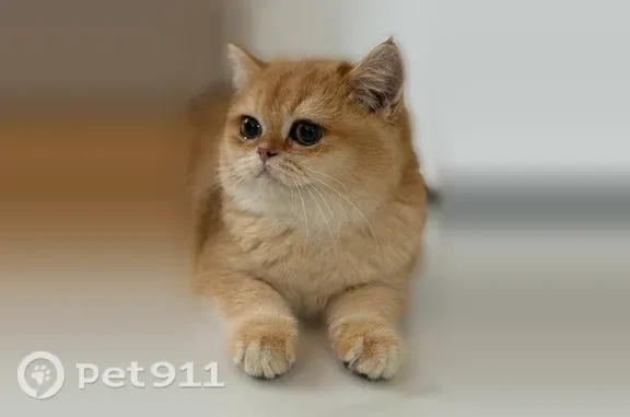 Пропала кошка, Поселок Молодежный, Набережная, д. 9, Молодёжный — рыжая, трусливая - photo