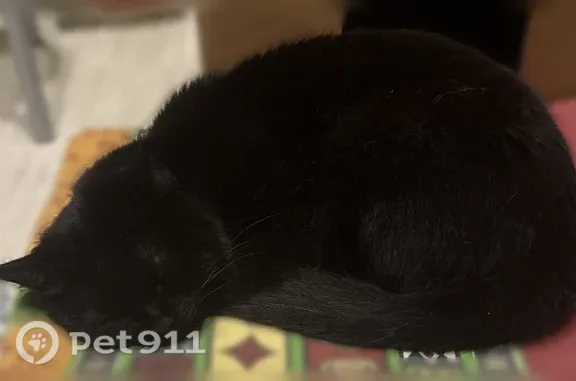 Объявления о пропавших и найденных животных, Уфа, фото: Найдена кошка, Заводская, д. 15/3, Уфа — прикусила язык, подъезд 2