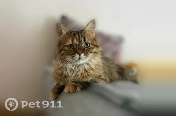 Пропала кошка, Альметьевск — на лбу буква М - photo