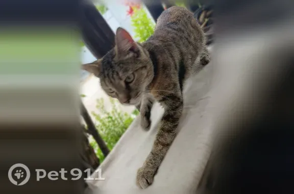 Найдена кошка, Челябинск, фото: Найдена кошка, Челябинск, Дорога 10, Челябинск — с серым ошейником, очень ласковая