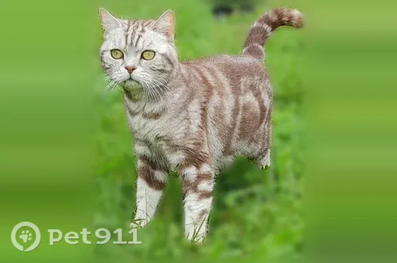 Пропала кошка, Деревня Семёновское, Семёновское-Красное — 11 лет, окрас с вензелем «А