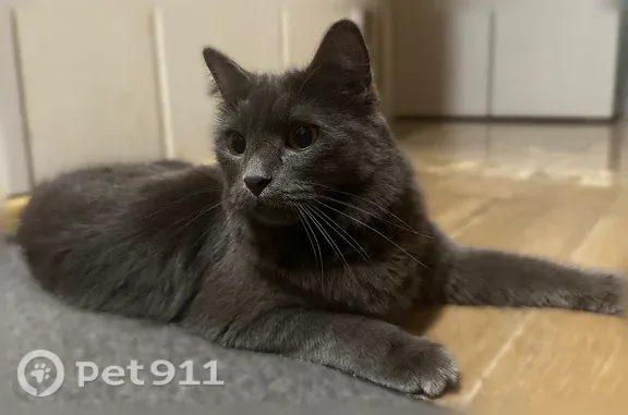 Объявления о пропавших и найденных животных, Ставрополь, фото: Найдена кошка, Ставрополь, Ботанический, д. 3А — серая, худенькая, ухоженная
