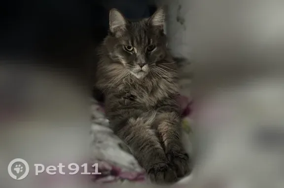 Мейнкун серый, выраженная нижняя челюсть, взгляд немного злой, но на самом деле он очень добрый, даже стеснительный и пугливый. Контактный, любит болтать