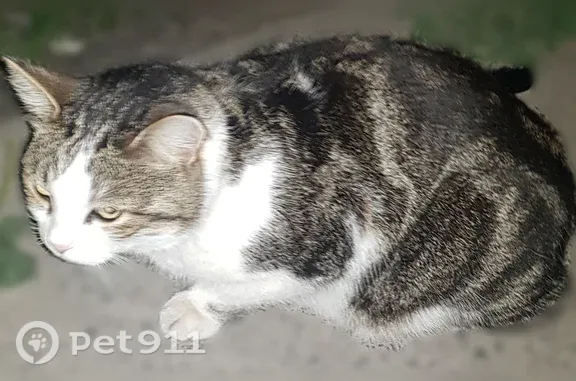 Найдена кошка, Ростов-на-Дону, фото: Найдена кошка, пер. Днепровский, Ростов-на-Дону — окрас на фото