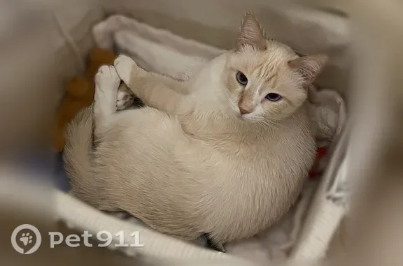 Пропала кошка, Деревня Дворяниново, Заокский — молочно-белая, очень пугливая - photo
