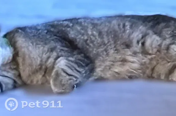 Объявления о пропавших и найденных животных, Омск, фото: Пропала кошка, Омск, Ульянова, д. 1 — сбежала из ветеринарной клиники