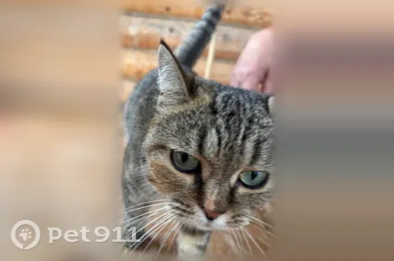 Кошки потеряшки, Иваново, фото: Найдена кошка, Деревня Парфеньево, Иваново — одно ухо деформировано