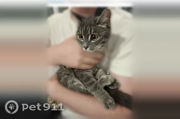 Объявления о пропавших и найденных животных, Салават, фото: Найдена кошка, Салават, Губкина, д. 21А — серый полосатый окрас, без ошейника