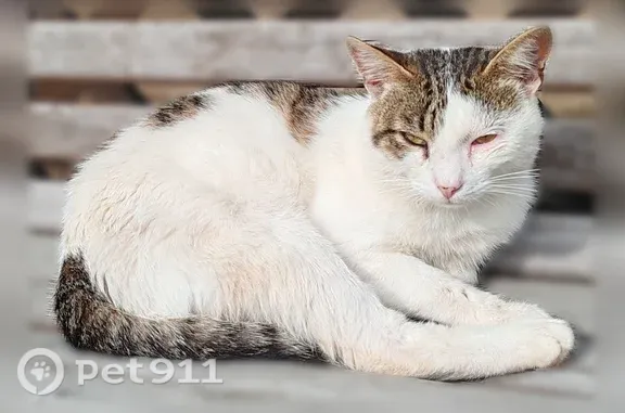 Пропала кошка, Рабочий поселок Тумботино, К.Маркса, д. 7, Тумботино — ласковая, ручная, с больными глазами - photo