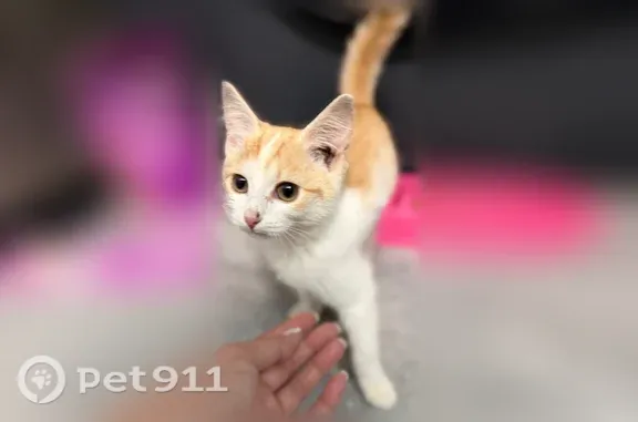 Объявления о пропавших и найденных животных, Екатеринбург, фото: Найдена кошка, Екатеринбург, Шатровая, д. 79 — девочка, бело-рыжая, к лотку приучена